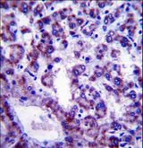 PLSCR4 Antibody - PLSCR4 Antibody immunohistochemistry of formalin-fixed and paraffin-embedded human liver tissue followed by peroxidase-conjugated secondary antibody and DAB staining.