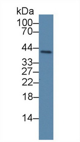 PLSCR4 Antibody - Western Blot; Sample: Porcine Lung lysate; Primary Ab: 3µg/ml Rabbit Anti-Human PLSCR4 Antibody Second Ab: 0.2µg/mL HRP-Linked Caprine Anti-Rabbit IgG Polyclonal Antibody