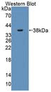 PLSCR4 Antibody - Western Blot; Sample: Recombinant protein.