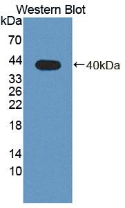 PLSCR4 Antibody - Western Blot; Sample: Recombinant protein.