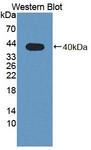 PLSCR4 Antibody - Western Blot; Sample: Recombinant protein.