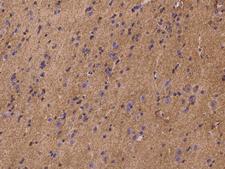 PLSCR4 Antibody - Immunochemical staining of human PLSCR4 in human brain with rabbit polyclonal antibody at 1:100 dilution, formalin-fixed paraffin embedded sections.