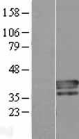 PLSCR4 Protein - Western validation with an anti-DDK antibody * L: Control HEK293 lysate R: Over-expression lysate