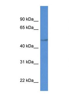 PLTP Antibody - PLTP antibody Western blot of MCF7 Cell lysate. Antibody concentration 1 ug/ml. This image was taken for the unconjugated form of this product. Other forms have not been tested.