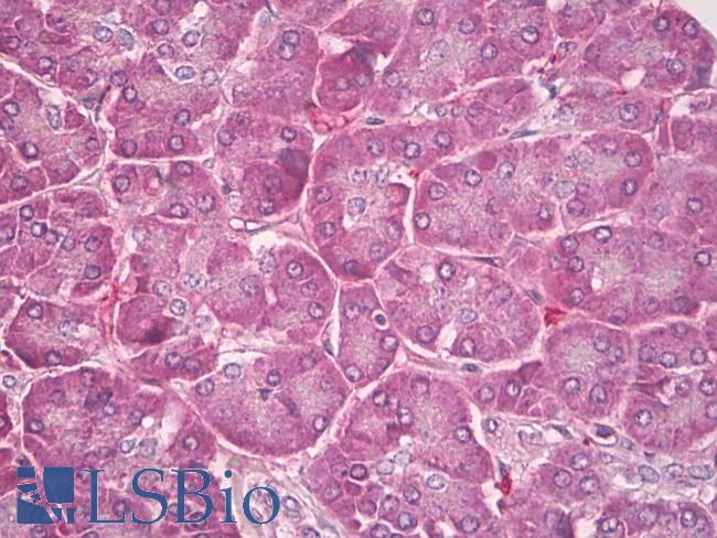PLTP Antibody - Anti-PLTP antibody IHC of human pancreas. Immunohistochemistry of formalin-fixed, paraffin-embedded tissue after heat-induced antigen retrieval. Antibody dilution 5-10 ug/ml. This image was taken for the unconjugated form of this product. Other forms have not been tested.