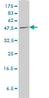 PLTP Antibody - PLTP monoclonal antibody (M01), clone 2F3-G4 Western blot of PLTP expression in HeLa NE.