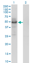PLTP Antibody - Western blot of PLTP expression in transfected 293T cell line by PLTP monoclonal antibody (M01), clone 2F3-G4.