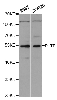 PLTP Antibody - Western blot analysis of extracts of various cell lines.