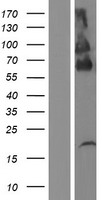 PLXDC2 Protein - Western validation with an anti-DDK antibody * L: Control HEK293 lysate R: Over-expression lysate