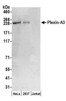 PLXNA3 / Plexin A3 Antibody - Detection of human Plexin-A3 by western blot. Samples: Whole cell lysate (50 µg) from HeLa, HEK293T, and Jurkat cells prepared using RIPA lysis buffer. Antibodies: Affinity purified rabbit anti-Plexin-A3 antibody used for WB at 0.1 µg/ml. Detection: Chemiluminescence with an exposure time of 3 minutes.