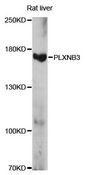 PLXNB3 / Plexin B3 Antibody - Western blot analysis of extracts of rat liver, using PLXNB3 antibody at 1:1000 dilution. The secondary antibody used was an HRP Goat Anti-Rabbit IgG (H+L) at 1:10000 dilution. Lysates were loaded 25ug per lane and 3% nonfat dry milk in TBST was used for blocking. An ECL Kit was used for detection and the exposure time was 15s.