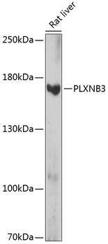 PLXNB3 / Plexin B3 Antibody - Western blot analysis of extracts of rat liver using PLXNB3 Polyclonal Antibody at dilution of 1:1000.