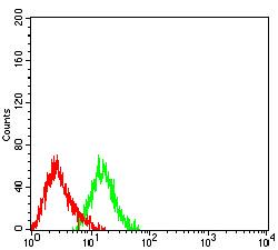 PLXNC1 / Plexin C1 Antibody - Flow cytometric analysis of HL-60 cells using CD232 mouse mAb (green) and negative control (red).