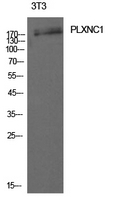 PLXNC1 / Plexin C1 Antibody - Western Blot analysis of extracts from 3T3 cells using PLXNC1 Antibody.