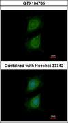 PLXND1 / Plexin D1 Antibody - Immunofluorescence of methanol-fixed HeLa using Plexin D1 antibody at 1:500 dilution.