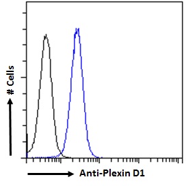 PLXND1 / Plexin D1 Antibody - PLXND1 / Plexin D1 antibody flow cytometric analysis of paraformaldehyde fixed K562 cells (blue line), permeabilized with 0.5% Triton. Primary incubation 1hr (10ug/ml) followed by Alexa Fluor 488 secondary antibody (2ug/ml). IgG control: Unimmunized goat IgG (black line) followed by Alexa Fluor 488 secondary antibody.