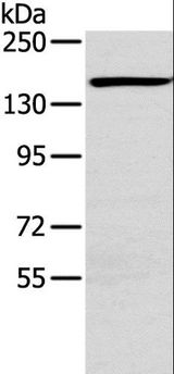 PLXND1 / Plexin D1 Antibody - Western blot analysis of HMBEC cell, using PLXND1 Polyclonal Antibody at dilution of 1:200.