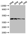 PLY1 / Pectate lyase 1 Antibody - Positive Western Blot detected in Recombinant protein All lanes Pectate lyase 1 antibody at 3 µg/ml Secondary Goat polyclonal to rabbit IgG at 1/50000 dilution. Predicted band size: 43 KDa. Observed band size: 43 KDa