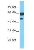 PM20D1 Antibody - PM20D1 antibody Western Blot of 293T. Antibody dilution: 1 ug/ml.  This image was taken for the unconjugated form of this product. Other forms have not been tested.