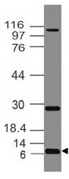 PMAIP1 / NOXA Antibody - Fig-3: Western blot analysis of NOXA. Anti-NOXA antibody was used at 4 µg/ml on HCT-116 lysates.