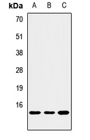 PMAIP1 / NOXA Antibody