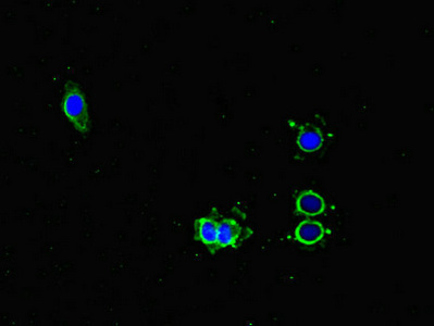 PMAIP1 / NOXA Antibody - Immunofluorescent analysis of HeLa cells diluted at 1:100 and Alexa Fluor 488-congugated AffiniPure Goat Anti-Rabbit IgG(H+L)