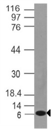 PMAIP1 / NOXA Antibody - Fig-1: Western blot analysis of mNOXA. Anti-mNOXA antibody was tested at 1 µg/ml on T98G lysate.