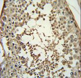 PMCH / MCH Antibody - PMCH Antibody immunohistochemistry of formalin-fixed and paraffin-embedded human testis tissue followed by peroxidase-conjugated secondary antibody and DAB staining.