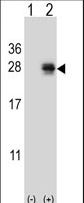 PMCH / MCH Antibody - Western blot of PMCH (arrow) using rabbit polyclonal PMCH Antibody. 293 cell lysates (2 ug/lane) either nontransfected (Lane 1) or transiently transfected (Lane 2) with the PMCH gene.