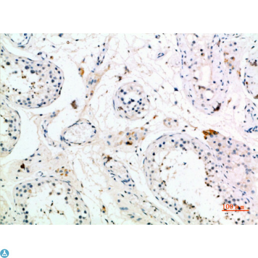 PMCH / MCH Antibody - Immunohistochemical analysis of paraffin-embedded human-testis, antibody was diluted at 1:200.