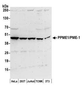 PME-1 / PPME1 Antibody - Detection of human and mouse PPME1/PME-1 by western blot. Samples: Whole cell lysate (50 µg) from HeLa, HEK293T, Jurkat, mouse TCMK-1, and mouse NIH 3T3 cells prepared using NETN lysis buffer. Antibody: Affinity purified rabbit anti-PPME1/PME-1 antibody used for WB at 0.1 µg/ml. Detection: Chemiluminescence with an exposure time of 3 minutes.
