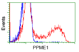 PME-1 / PPME1 Antibody - HEK293T cells transfected with either pCMV6-ENTRY PPME1 (Red) or empty vector control plasmid (Blue) were immunostained with anti-PPME1 mouse monoclonal, and then analyzed by flow cytometry.