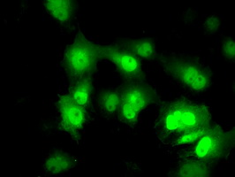 PME-1 / PPME1 Antibody - Anti-PPME1 mouse monoclonal antibody  immunofluorescent staining of COS7 cells transiently transfected by pCMV6-ENTRY PPME1.