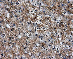 PME-1 / PPME1 Antibody - IHC of paraffin-embedded liver tissue using anti-PPME1 mouse monoclonal antibody. (Dilution 1:50).