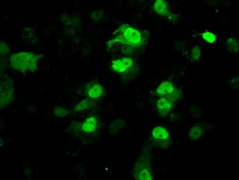 PME-1 / PPME1 Antibody - Anti-PPME1 mouse monoclonal antibody  immunofluorescent staining of COS7 cells transiently transfected by pCMV6-ENTRY PPME1.