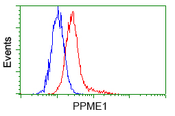 PME-1 / PPME1 Antibody - Flow cytometric analysis of Hela cells, using anti-PPME1 antibody, (Red) compared to a nonspecific negative control antibody (Blue).