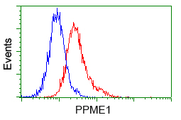 PME-1 / PPME1 Antibody - Flow cytometric analysis of Jurkat cells, using anti-PPME1 antibody, (Red) compared to a nonspecific negative control antibody (Blue).
