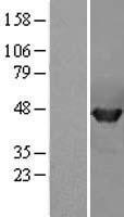 PME-1 / PPME1 Protein - Western validation with an anti-DDK antibody * L: Control HEK293 lysate R: Over-expression lysate