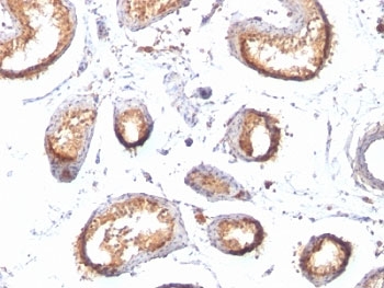 PMEL / SILV / gp100 Antibody - Formalin-fixed, paraffin-embedded human testis stained with gp100 antibody (HMB45 + PMEL/783).  This image was taken for the unmodified form of this product. Other forms have not been tested.