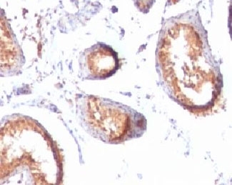 PMEL / SILV / gp100 Antibody - IHC testing of FFPE testis tissue with PMEL17 antibody (clone MSSG95).  This image was taken for the unmodified form of this product. Other forms have not been tested.