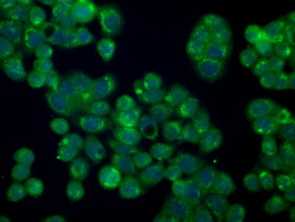 PMEL / SILV / gp100 Antibody - Immunofluorescent staining of HT29 cells using anti-SILV mouse monoclonal antibody.