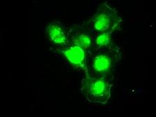 PMEL / SILV / gp100 Antibody - Anti-SILV mouse monoclonal antibody  immunofluorescent staining of COS7 cells transiently transfected by pCMV6-ENTRY SILV.