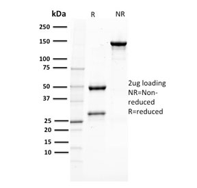 PMEL / SILV / gp100 Antibody - SDS-PAGE analysis of purified, BSA-free PMEL17 antibody (clone PMEL/2037) as confirmation of integrity and purity.