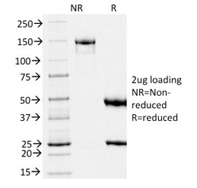PMEL / SILV / gp100 Antibody - SDS-PAGE analysis of purified, BSA-free Melanoma gp100 antibody (clone PMEL/2039) as confirmation of integrity and purity.