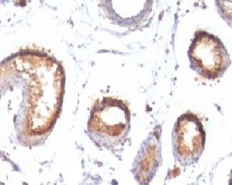 PMEL / SILV / gp100 Antibody - Formalin-fixed, paraffin-embedded human testis stained with PMEL17 antibody (PMEL/783).  This image was taken for the unmodified form of this product. Other forms have not been tested.