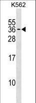 PMF1 Antibody - PMF1 Antibody western blot of K562 cell line lysates (35 ug/lane). The PMF1 antibody detected the PMF1 protein (arrow).