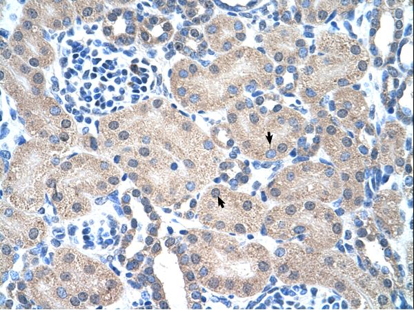 PMF1 Antibody - PMF1 antibody ARP38922_P050-NP_009152-PMF1(polyamine-modulated factor 1) Antibody was used in IHC to stain formalin-fixed, paraffin-embedded human kidney.  This image was taken for the unconjugated form of this product. Other forms have not been tested.