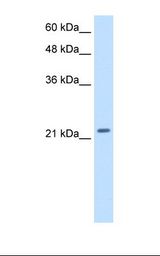 PMF1 Antibody - Transfected 293T cell lysate. Antibody concentration: 2.5 ug/ml. Gel concentration: 12%.  This image was taken for the unconjugated form of this product. Other forms have not been tested.