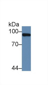 PML Antibody - Western Blot; Sample: Human Liver lysate; Primary Ab: 2µg/mL Rabbit Anti-Human PML Antibody Second Ab: 0.2µg/mL HRP-Linked Caprine Anti-Rabbit IgG Polyclonal Antibody