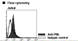 PML Antibody